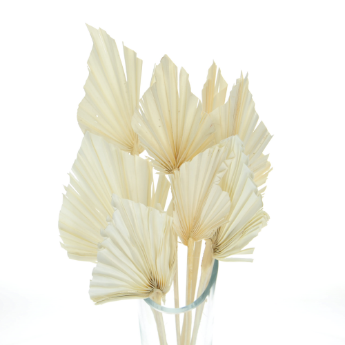 Set von 5 Stk. -  Palmblatt, gebleicht OUTLET