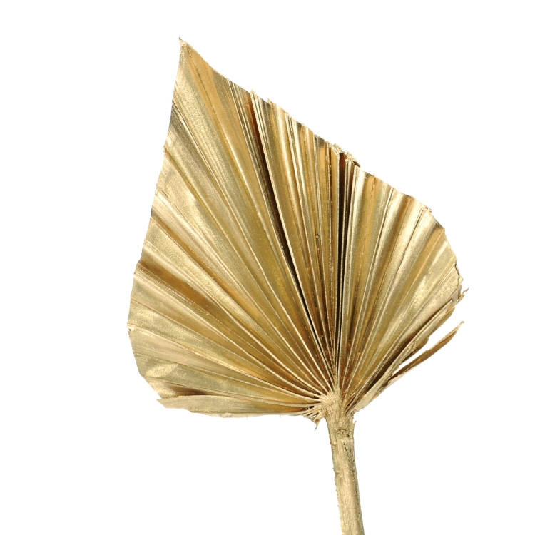 Dried golden palm leaf - Palm Spear
