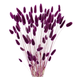 Dried purple Lagurus - bunny tail grass ~60 stems