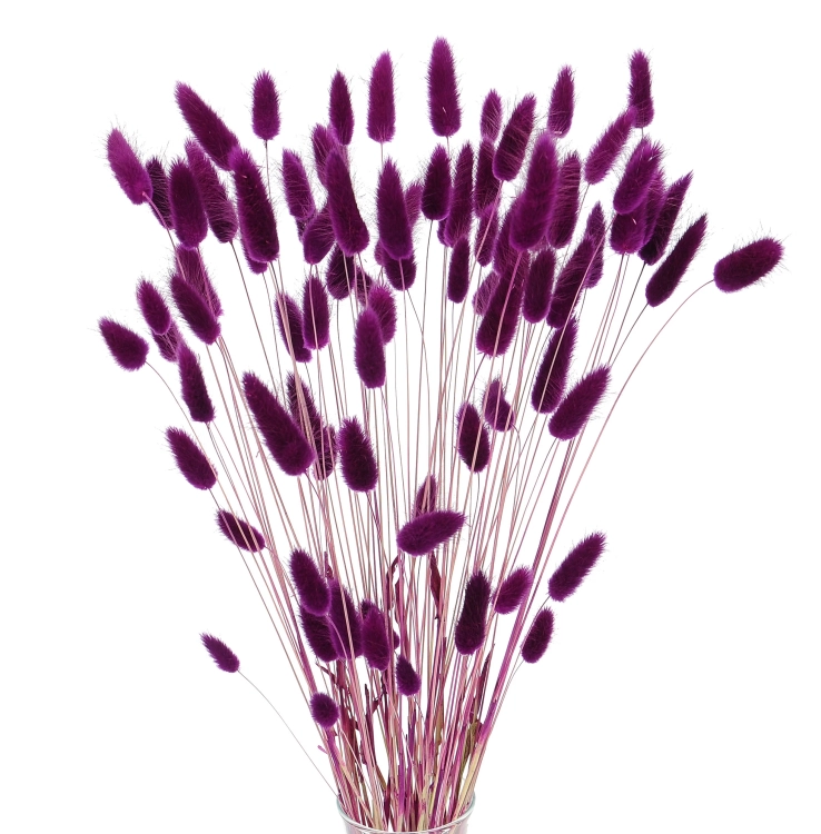 Lagurus violett - Strauß ~60 Stück