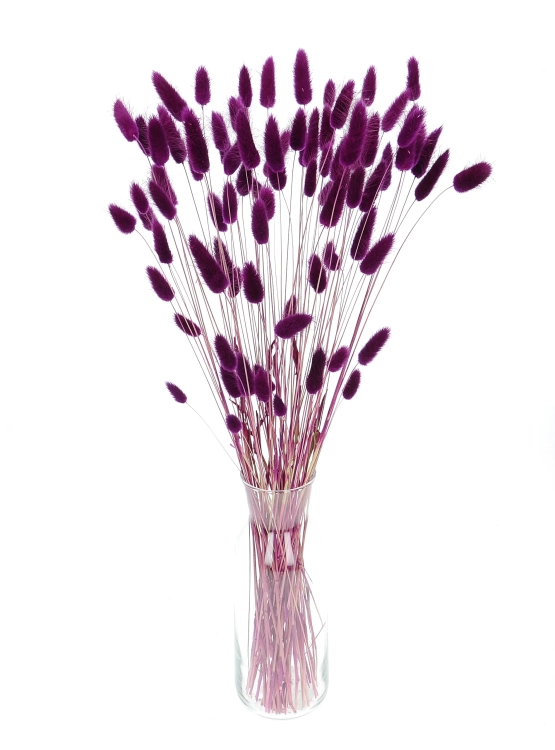 Dried purple Lagurus - bunny tail grass ~60 stems