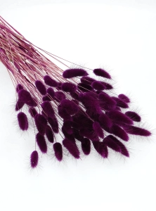 Lagurus violett - Strauß ~60 Stück