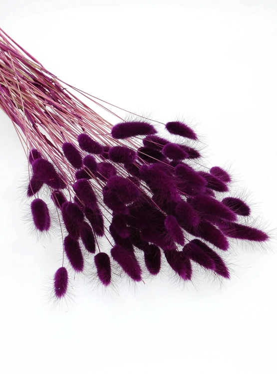 Dried purple Lagurus - bunny tail grass ~60 stems