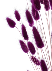 Lagurus violett - Strauß ~60 Stück