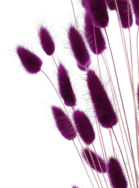 Lagurus violett - Strauß ~60 Stück
