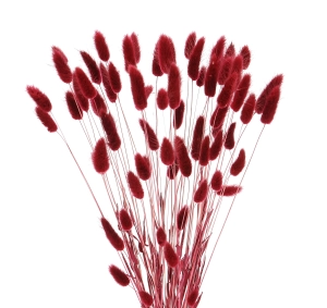 Dried burgundy Lagurus - bunny tail grass ~60 stems