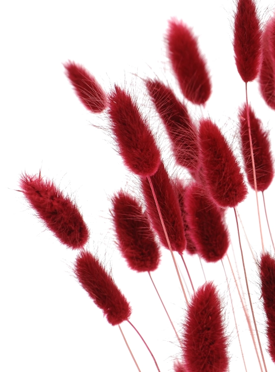Dried burgundy Lagurus - bunny tail grass ~60 stems