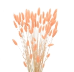 Dried salmon Lagurus - bunny tail grass ~60 stems