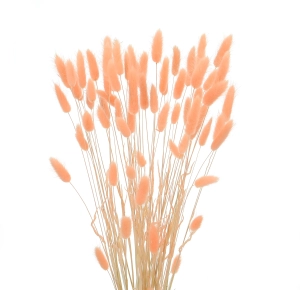 Dried salmon Lagurus - bunny tail grass ~60 stems