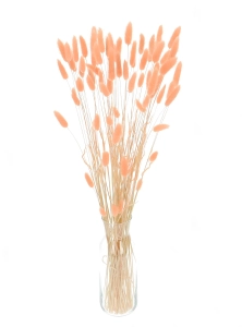 Dried salmon Lagurus - bunny tail grass ~60 stems