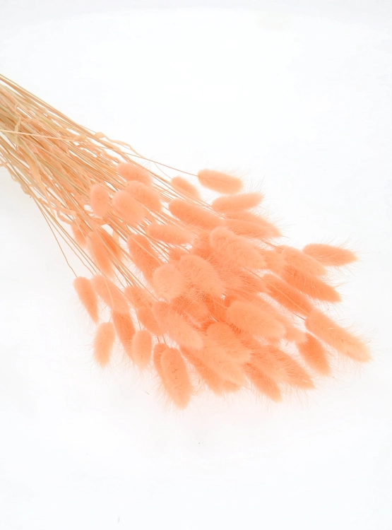 Dried salmon Lagurus - bunny tail grass ~60 stems