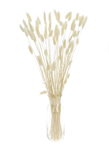 Dried ecru Lagurus - bunny tail grass ~60 stems