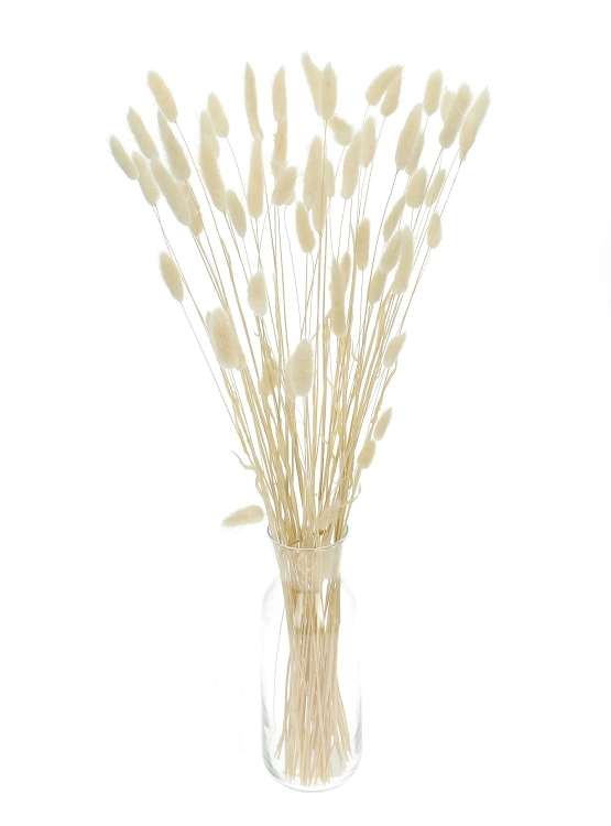 Dried ecru Lagurus - bunny tail grass ~60 stems