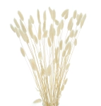 Dried ecru Lagurus - bunny tail grass ~60 stems