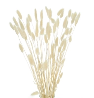 Dried ecru Lagurus - bunny tail grass ~60 stems