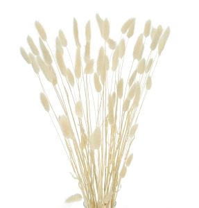 Dried ecru Lagurus - bunny tail grass ~60 stems
