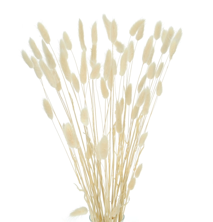 Dried ecru Lagurus - bunny tail grass ~60 stems