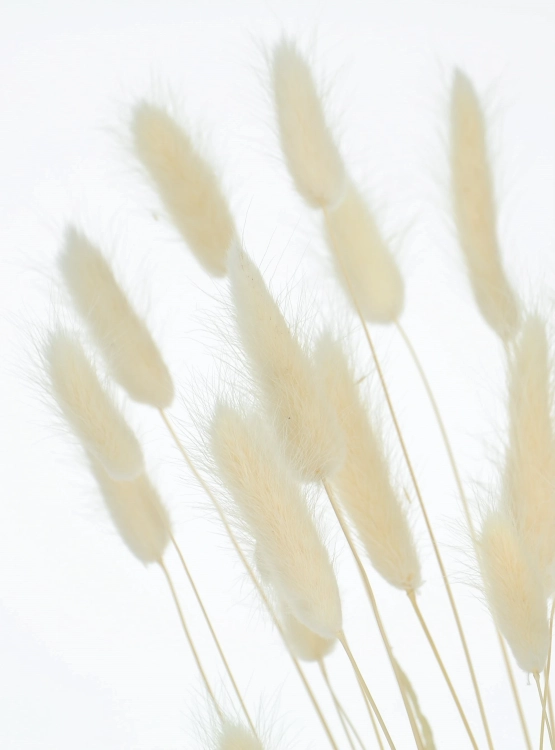 Dried ecru Lagurus - bunny tail grass ~60 stems