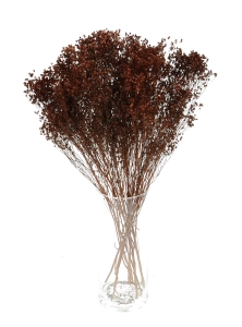 Broom Bloom (Besenginster), braun - Strauß - Trockenblumen