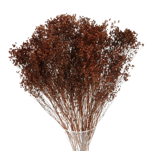 Broom Bloom (Besenginster), braun - Strauß - Trockenblumen