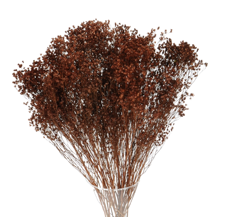 Dried flowers - brown Broom Bloom - bunch
