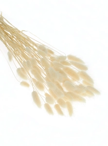 Lagurus ecru - Strauß ~60 Stück