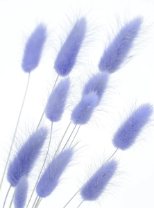 Dried lavender Lagurus - bunny tail grass ~60 stems