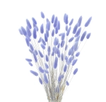 Dried lavender Lagurus - bunny tail grass ~60 stems 