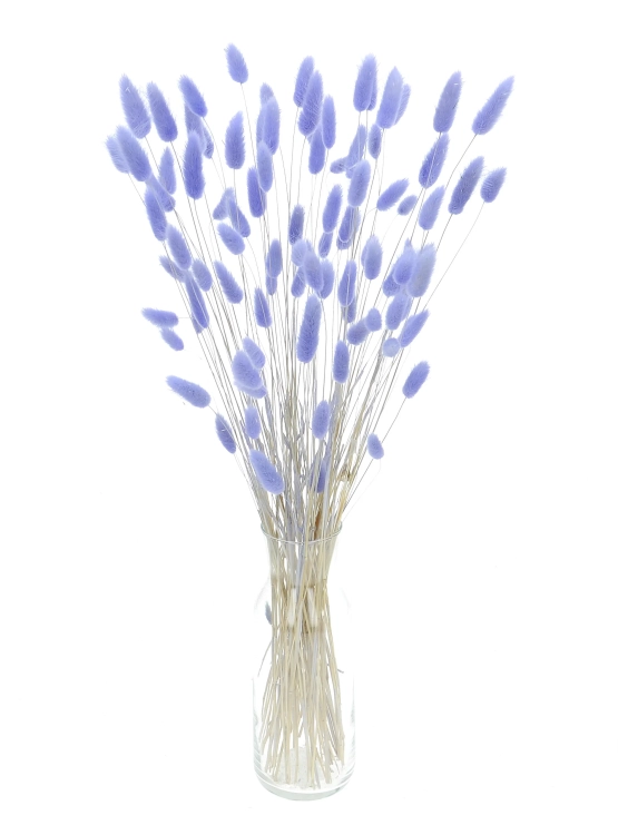 Dried lavender Lagurus - bunny tail grass ~60 stems