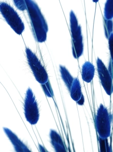 Dried navy blue Lagurus - bunny tail grass ~60 stems