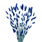 Dried navy blue Lagurus - bunny tail grass ~60 stems