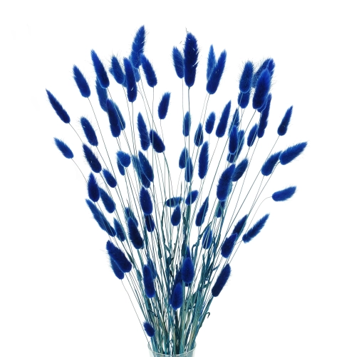 Dried navy blue Lagurus - bunny tail grass ~60 stems
