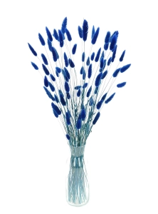 Dried navy blue Lagurus - bunny tail grass ~60 stems