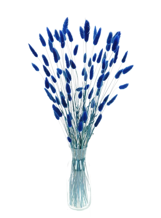 Dried navy blue Lagurus - bunny tail grass ~60 stems