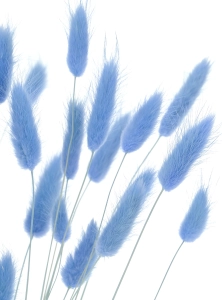 Lagurus hellblau - Strauß ~60 Stück