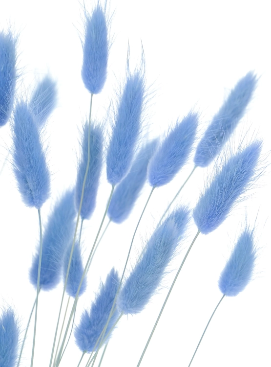 Lagurus hellblau - Strauß ~60 Stück