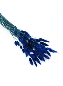 Dried navy blue Lagurus - bunny tail grass ~60 stems