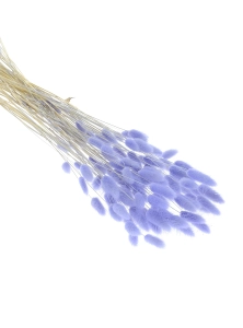 Lagurus lavendel - Strauß ~60 Stück