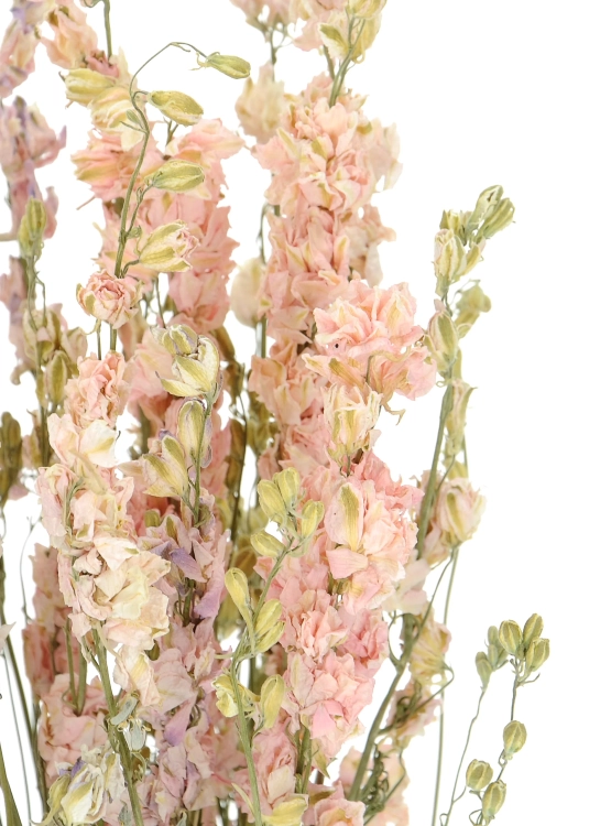 Dried flowers - pink Delphinium - bunch