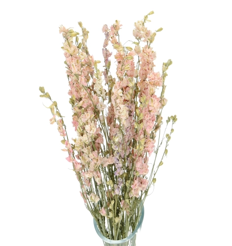 Rittersporne (Delphinium), rosa - Strauß - Trockenblumen