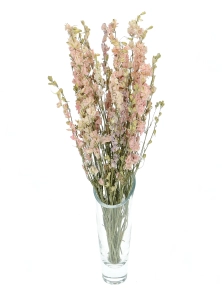 Dried flowers - pink Delphinium - bunch