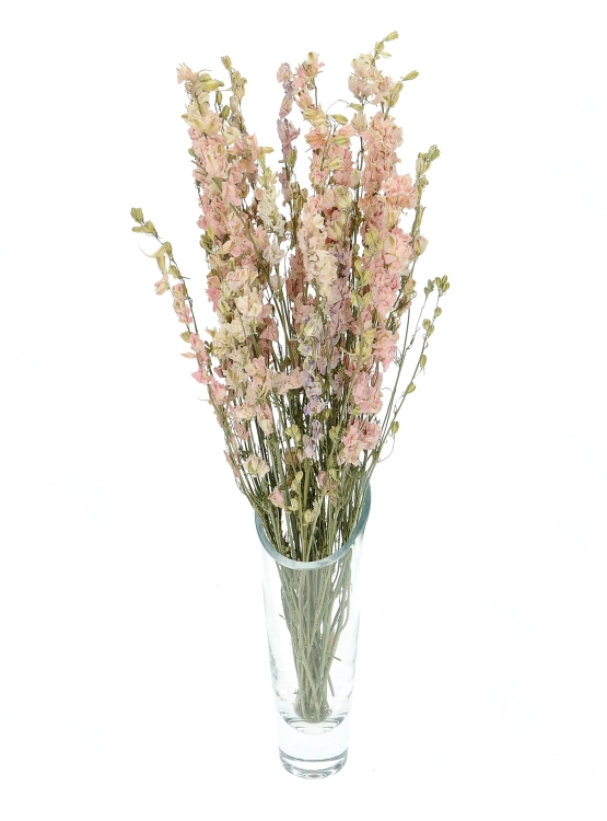 Dried flowers - pink Delphinium - bunch
