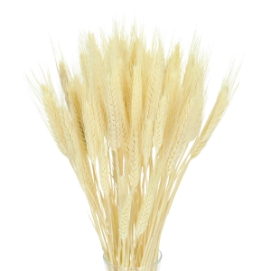 Dried bleached triticale - dried grain ~60 pieces