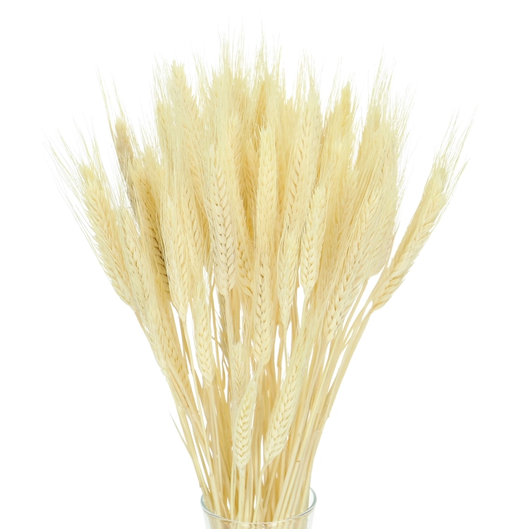 Dried bleached triticale - dried grain ~60 pieces