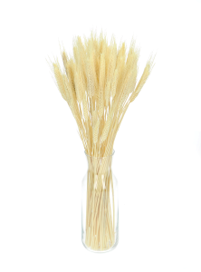 Dried bleached triticale - dried grain ~60 pieces