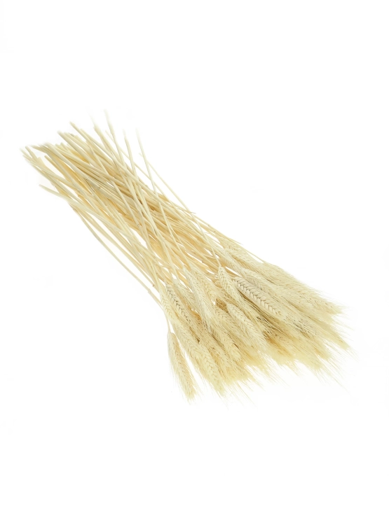 Dried bleached triticale - dried grain ~60 pieces
