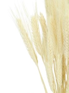 Dried bleached triticale - dried grain ~60 pieces
