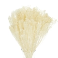 Broom Bloom (Besenginster), weiß - Strauß - Trockenblumen