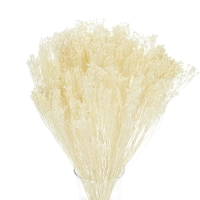 Dried white Broom Bloom - bunch 