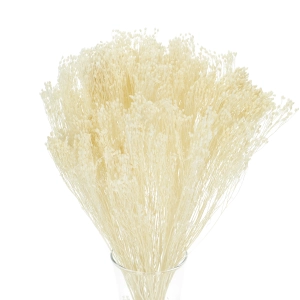 Broom Bloom (Besenginster), weiß - Strauß - Trockenblumen